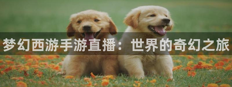 说球帝直播：梦幻西游手游直播：世界的奇幻之旅